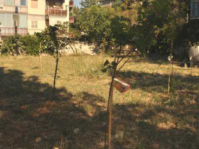 Addentrandosi nell'appezzamento si incontrano piccole piante che diventeranno alberi: in primo piano una pianta di albicocco